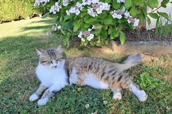 Chat perdu à Teillé : 1 an, queue blanche - photo