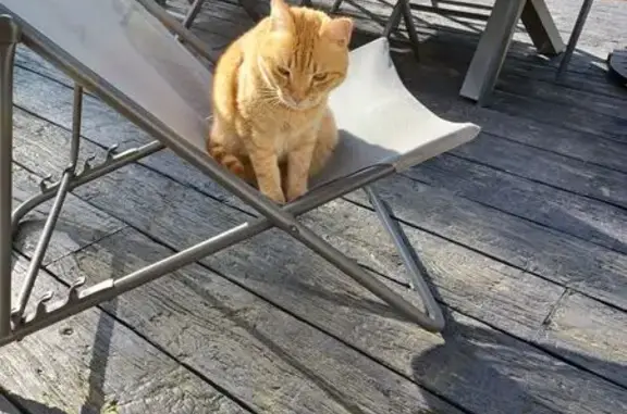 Chat perdu, mâle stérilisé à Pornichet - photo