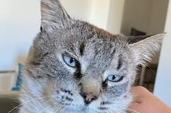 Chat beige tigré perdu, Auradé, 7 juillet - photo
