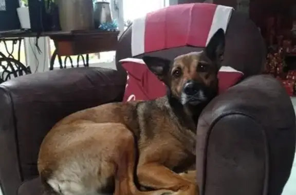 Chien perdu , photo : Chienne perdue, croisée malinois, Rencurel