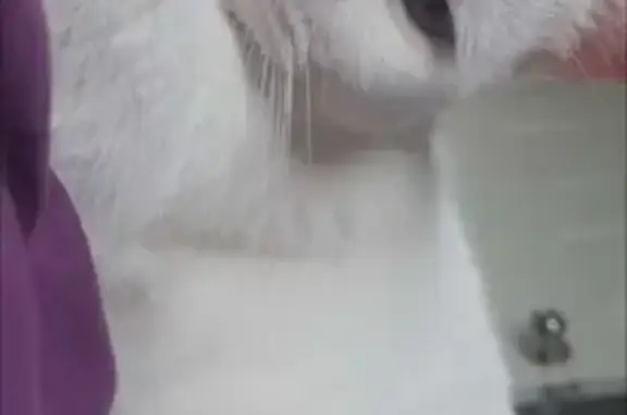 Deaf White Cat Missing in Heritage Glen