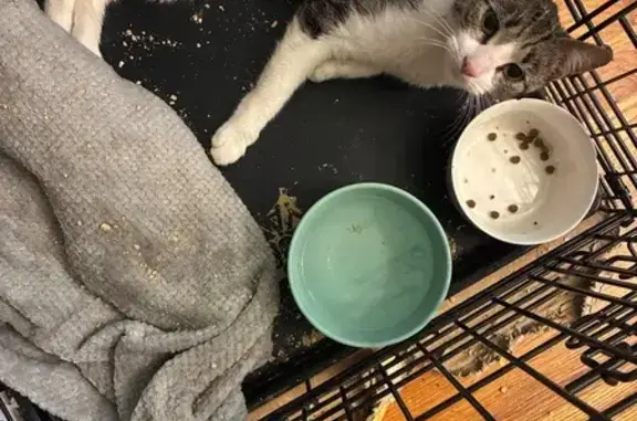 Found pets Bridgeport, photo: Found: Sweet Tabby Cat on Iranistan Ave