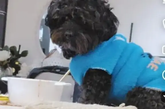 URGENT: Lost Black Maltese Poodle!