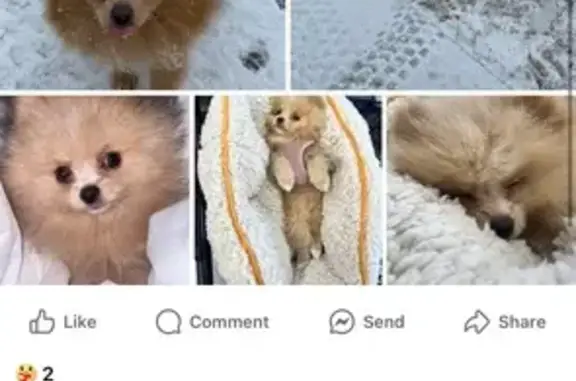Missing dog Gallatin, photo: Lost Teacup Pomeranian in Gallatin Area