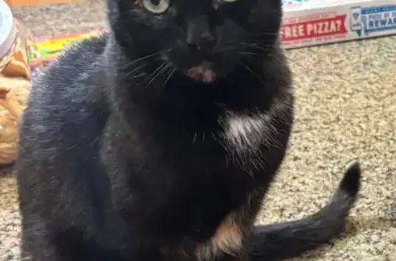 Lost: Friendly Tortie Cat in Osseo
