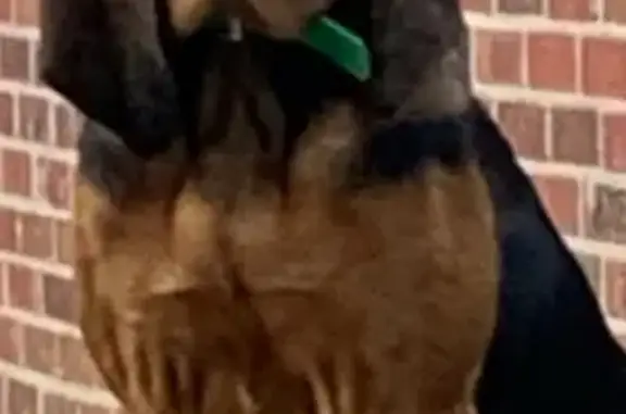 Lost Bloodhound: Bridge Rd, Florence
