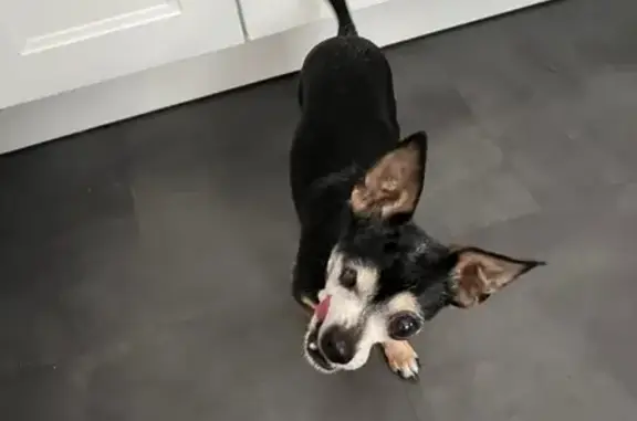 Lost Chihuahua: Friendly, Tri-Colored