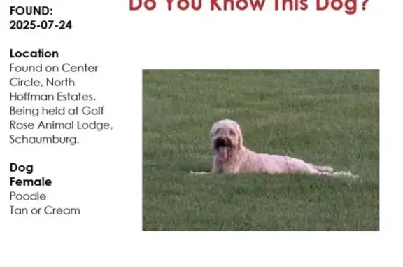 Found: Tan Poodle Mix in Schaumburg