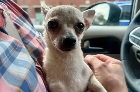 Found dog Chicago, photo: Found Tan Dog on S. Pulaski Rd, Chicago