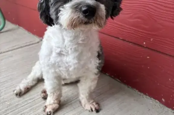 Lost Maltipoo: Sweet, Curly, Black & White