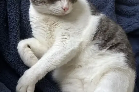 Lost Cat: White & Gray, Short Tail, Sherwood