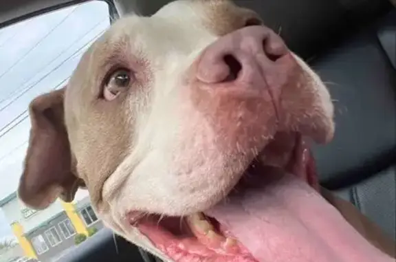 Found dog Corpus Christi, photo: Found Dog: Black Collar & Cone in Corpus