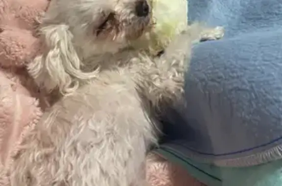 Lost Maltese: Friendly 5lb Juey in Trenton
