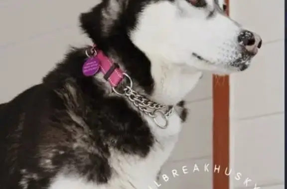 Lost Dog: Timid Husky on Trout Pond Way