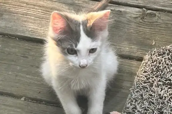 Missing cat Bohemia, photo: Lost Cat: Photos from Macarthur St, 907