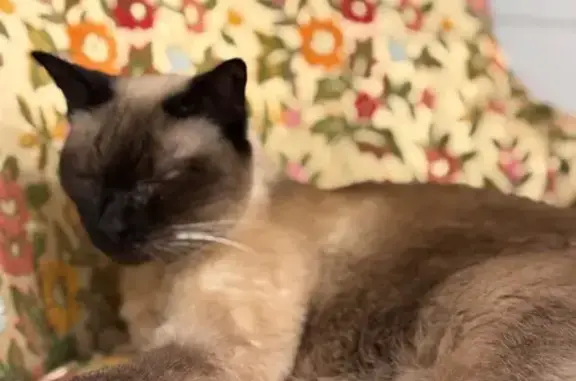 Lost Siamese Cat: Blue Eyes, Walnut Ave
