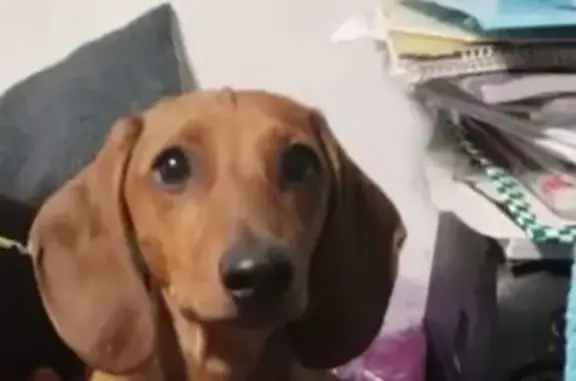 ¡Cachorro Perdido! Canela, 1 Año, CDMX