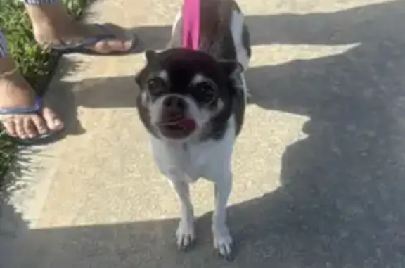 Lost and found pets Melbourne, photo: Found: Friendly Male Chihuahua on Locksley
