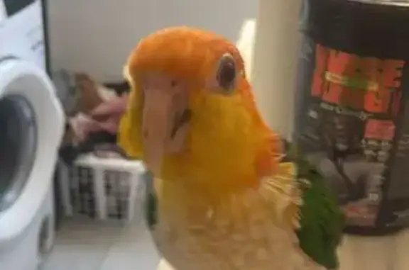 Loro Kaike perdido en Dénia: cabeza naranja