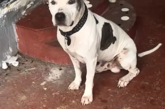 Lost Dog: White Coat, Blue Collar, Miami