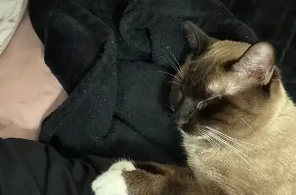 Missing cat Garland, photo: Lost Siamese Cat: Blue Eyes, Garland