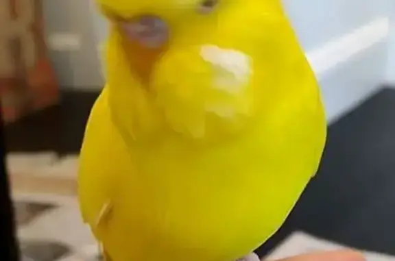 Lost Tame Budgies: Yellow & Green - Lane Cove