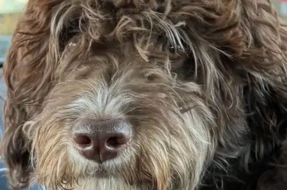 Lost: Friendly Curly Brown Dog in Henderson