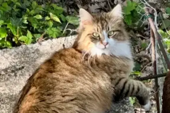 Chatte 2 ans perdue RD6085 Saint-Vallier - photo