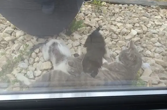 Chat trouvé Nouvelle-Aquitaine, photo: Chatte bicolore trouvée avec ses chatons