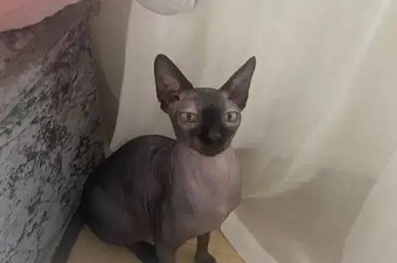 Lost Grey Sphynx Cat in The Rydales