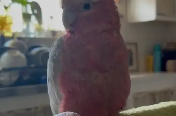 Lost Bird: Limping, Broken Tail in Marion