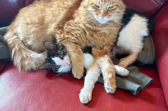 Animaux perdus , photo: Perdu: Chachouille, chat roux à Lachamp