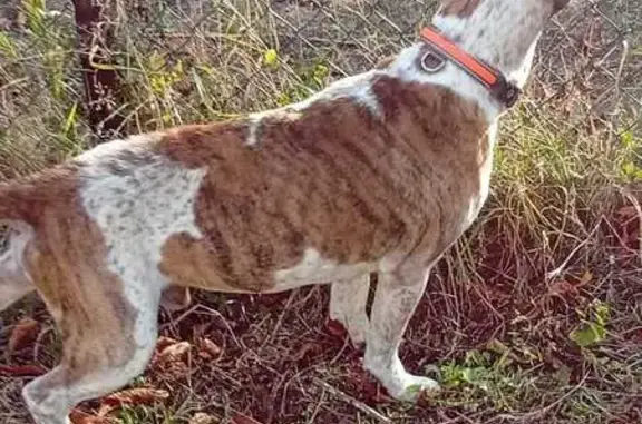 Chien trouvé Mouilleron-le-Captif, photo: Beagle trouvé, maigre, gentil, Mouilleron