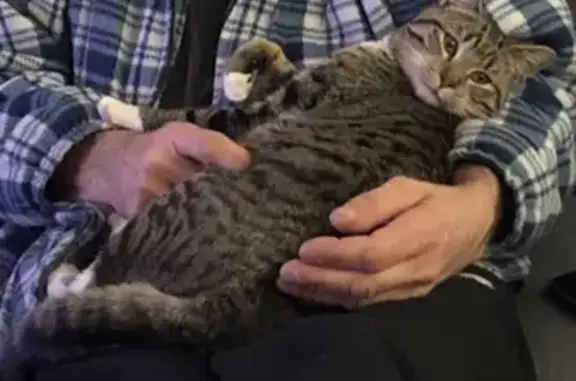 Missing cat Sydney, photo: Missing Tabby Cat 'Buddy' in Sydney