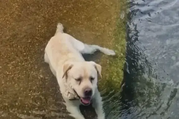 Chien perdu , photo : Labrador mâle sable perdu à Lansac