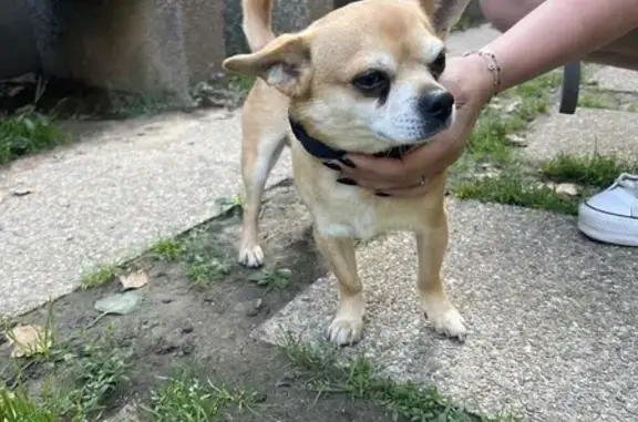Chihuahua trouvé à Versailles, pucé mais perdu - photo