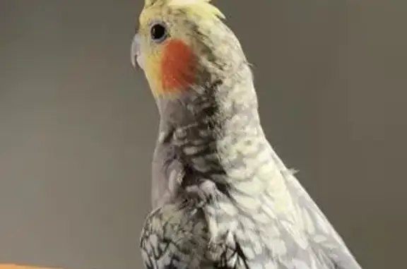 Lost Bird Mango: Help Find Her!