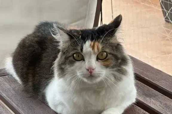 Gata Tricolor Perdida en Torremolinos