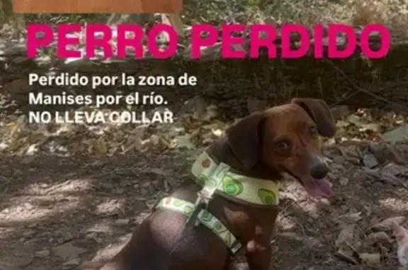 Perro Salchicha Perdido en Manises: Ayuda