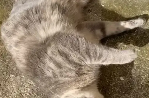 Chatte stérilisée grise perdue à Rochefort - photo