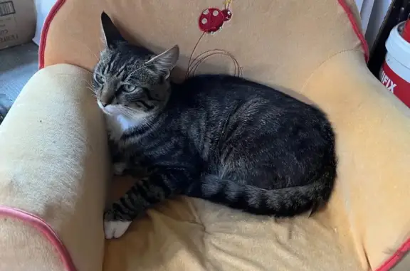 Animaux trouvés Fougères, photo: Jeune chat gris trouvé à Fougères
