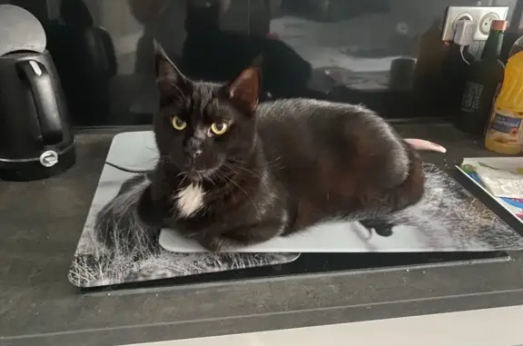 Animaux perdus Schiltigheim, photo: Chat noir perdu, Rue Foch, Schiltigheim