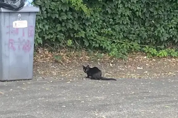 Famille de chats noirs trouvée à Grigny - photo