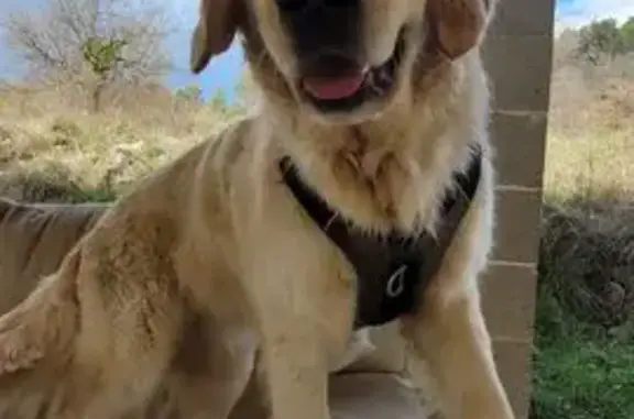 Chien perdu Apt, photo : Chien perdu : Golden Retriever 2 ans, Uda
