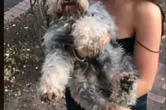 Missing dog Greater Bendigo, photo: Lost: Grey Mini Schnauzer, 14, Bendigo