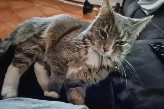 Missing cat West Torrens, photo: Missing Grey Tabby: West Torrens Area