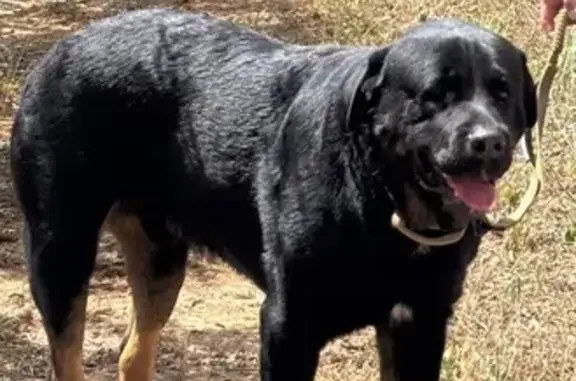 Perro Perdido: Mestizo de Rottweiler en L'Hospitalet