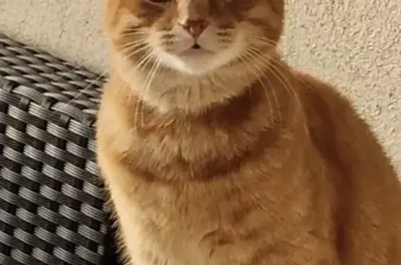 Chat perdu, Vielle-Saint-Girons, photo: Chat mâle roux perdu à Vielle-Saint-Girons