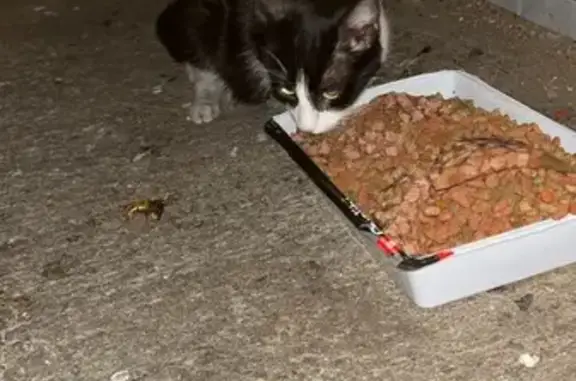Chat sociable trouvé Rue Jean Gilles - photo