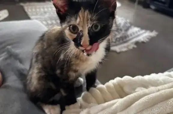 Chat perdu, Yzeure, photo: Chaton écaille perdu à Yzeure